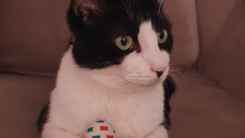 Ajuda para Cirurgia Gato Frajola