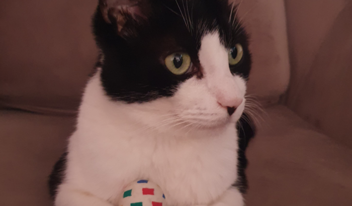 Ajuda para Cirurgia Gato Frajola
