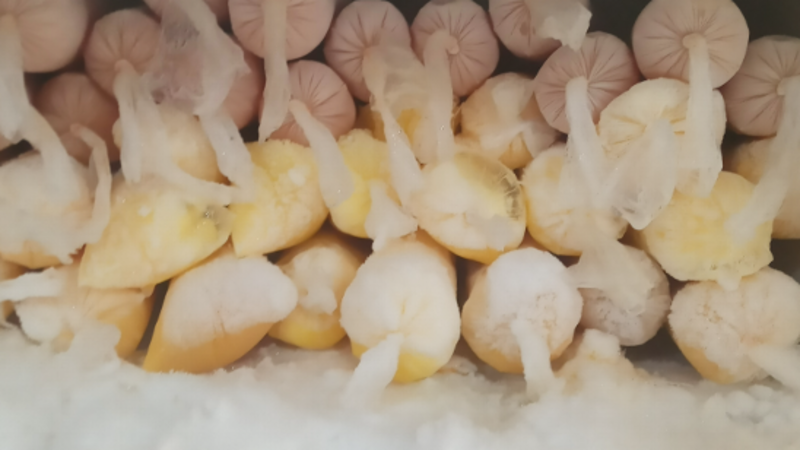 Ajudar a associação 