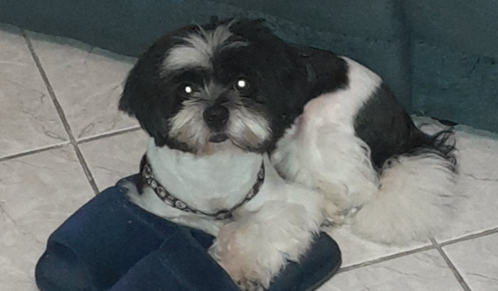 Ajude o Scoobynho no tratamento neurológico