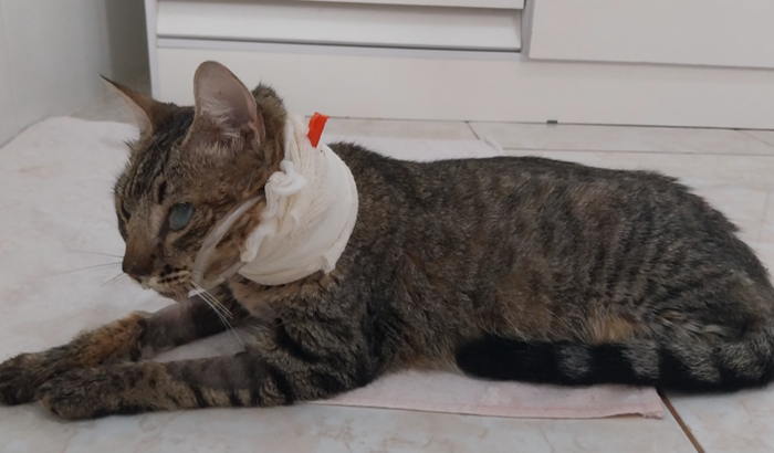 Medicamentos para Mina