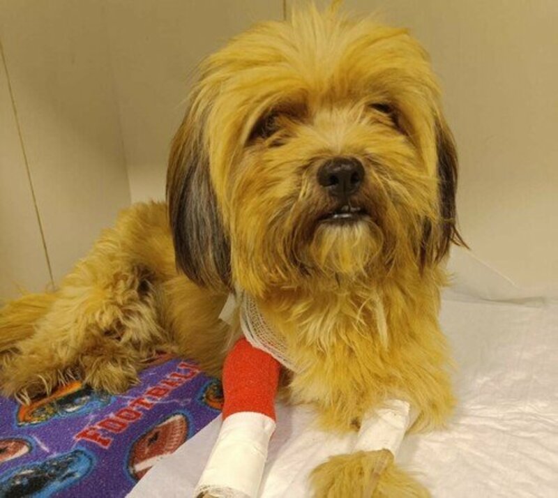 Tratamento da Estrela