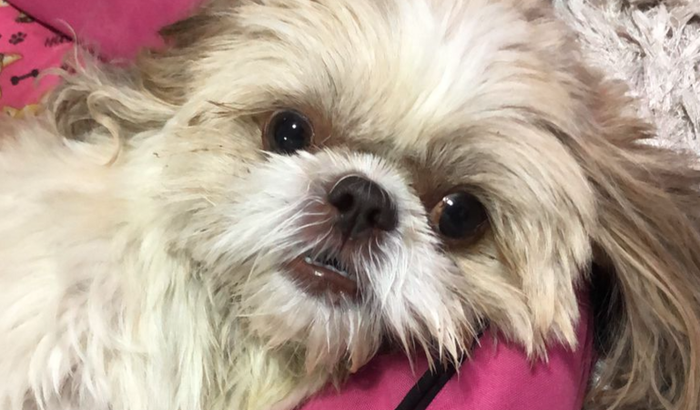 Ajuda para a Kakau conseguir voltar a andar, ajude-nos a alcançar R$ 6.000