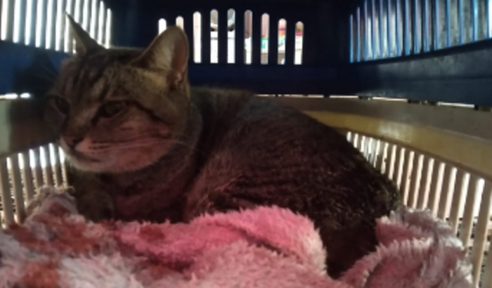 cirurgia de uma gata atropelado