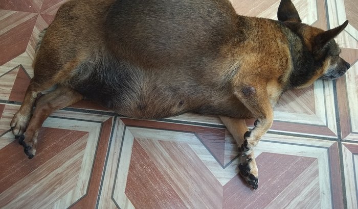 Cadela Com Câncer
