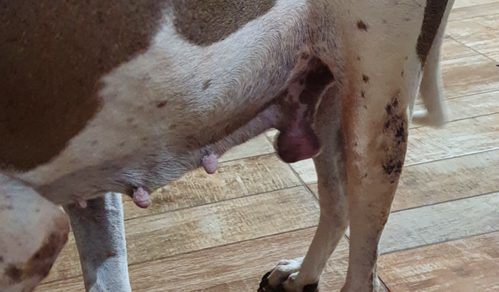 Cirurgia da remoção das mamas da Bagunça 