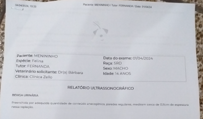 Gato com infecção de ouvido grave 