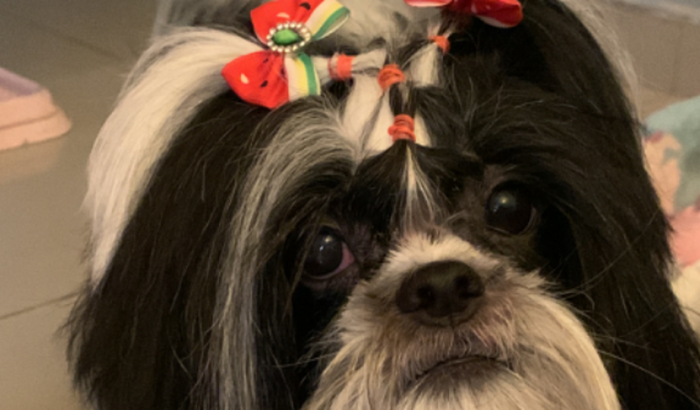 Ajude-nós na cirurgia da Miucha