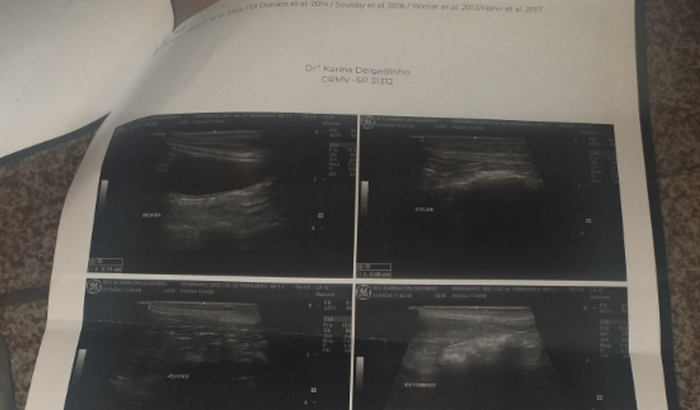 GATO COM INFECÇÃO GRAVE DE OUVIDO