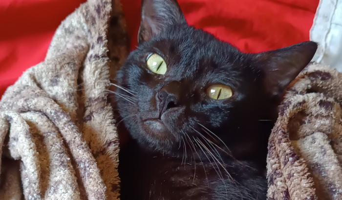 Ajuda o Morty a viver.