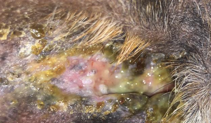 Ajude o Pinscher De Menor a realizar os exames