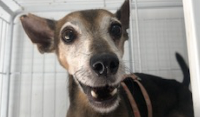 Ajude o Pinscher De Menor a realizar seus exames