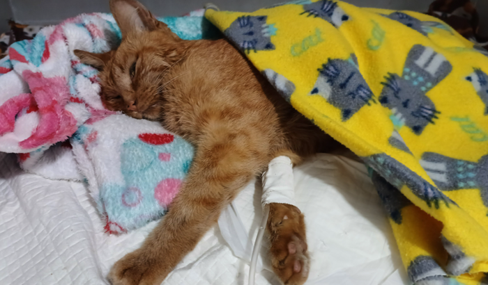 Ajuda para tratamento veterinário da gatinha Amarela.