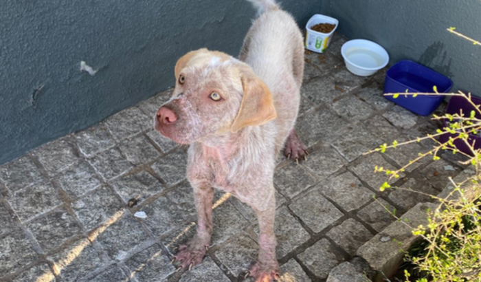Um recomeço para o Marley 