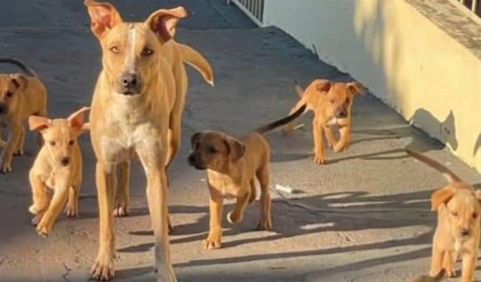 Juntos por um Futuro Melhor para os animais"
