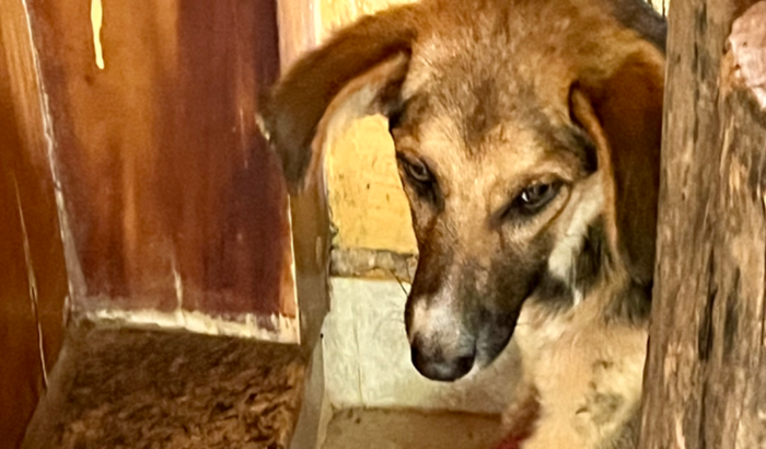 Ajude o Doguinho Guerreiro: Cirurgia e Tratamento