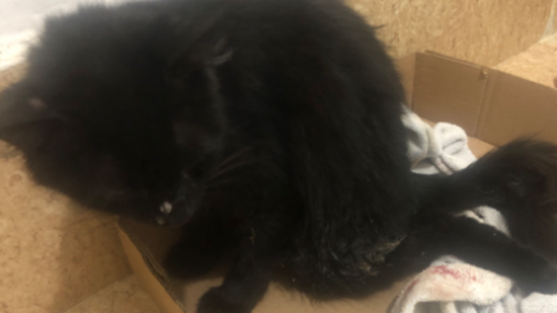 Salve a perninha da gatinha T’Challa