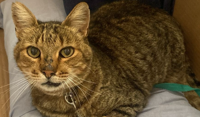 Cirurgia de Colocefalectomia no Fêmur Direito