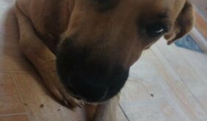 Ajude a Cadelinha Princesa 