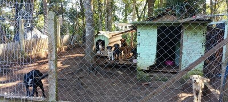 imagem da vaquinha Ajuda para o abrigo de cães 