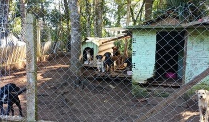 Ajuda para o abrigo de cães 