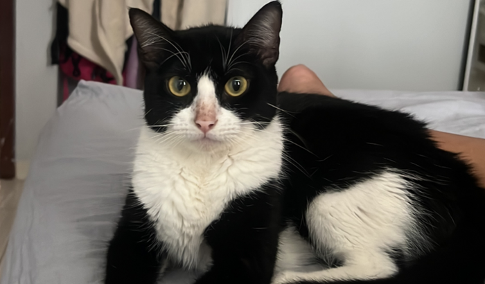 Ajude a salvar Pifane!