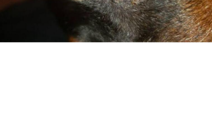 A judar meu cachorro 