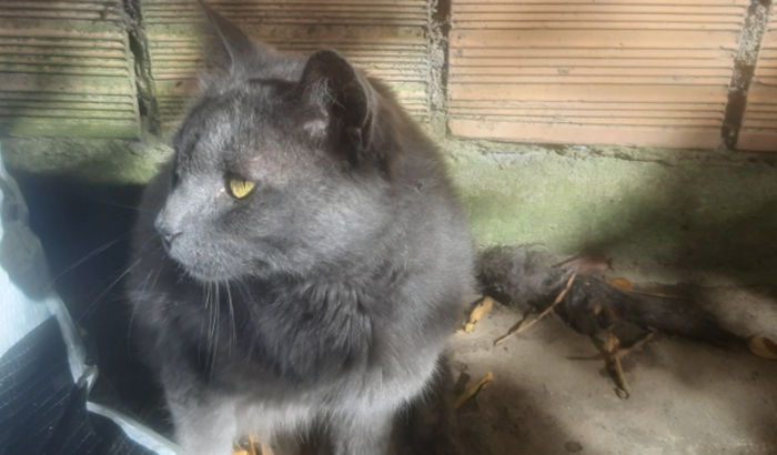 Ajudar um gatinho com a coluna quebrada | Vaquinhas online