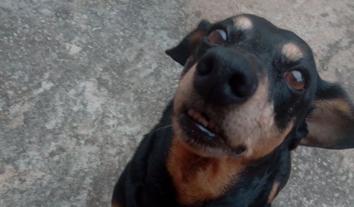 Poderiam ajudar a minha cachorrinha Sasa que está com um nódulo na barriga.