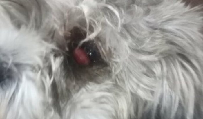 Ajuda me BB de 4 patas Thor precisa operar com urgência 