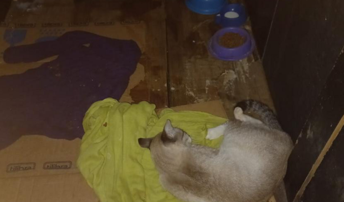 Arrecadação do Pagamento da Cirurgia do Gatinho que foi atropelado 