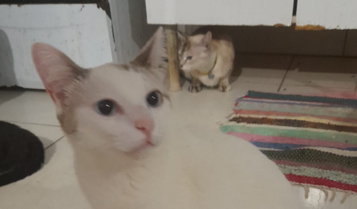 Ajuda para despesas que cuido de gatos para adoção 