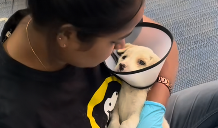 ONG - Salve a vida de um pet 
