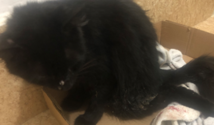 Salve a perninha da gatinha T’Challa