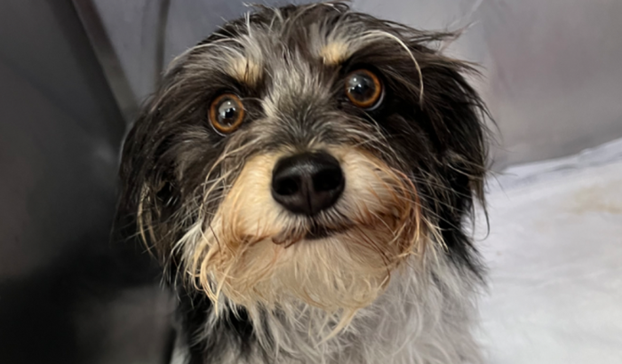 Ajude nós a fazer à cirurgia da cachorrinha Dulce Maria