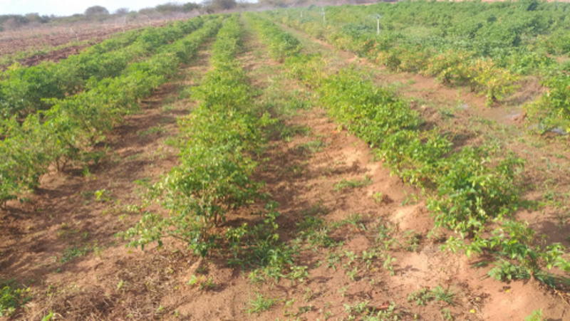 Prduzir hortifruti para sustentar familia