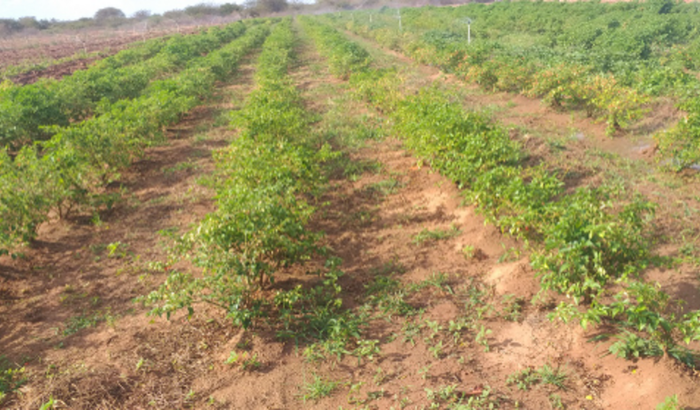 Prduzir hortifruti para sustentar familia