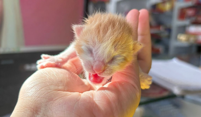 Gatinho precisando de medicamento 