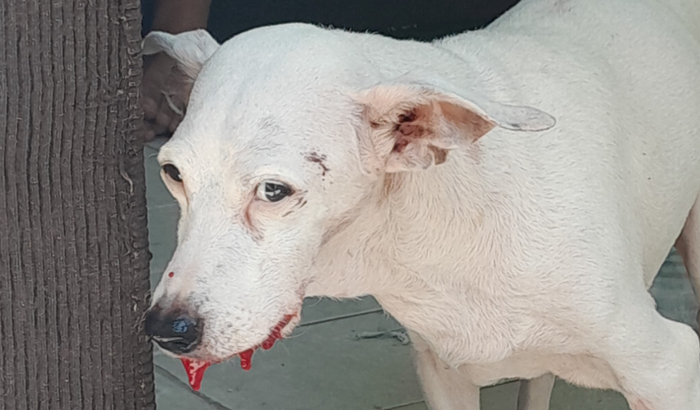 Ajuda para Tirulira - cirurgia /tratamentos dentários e exames