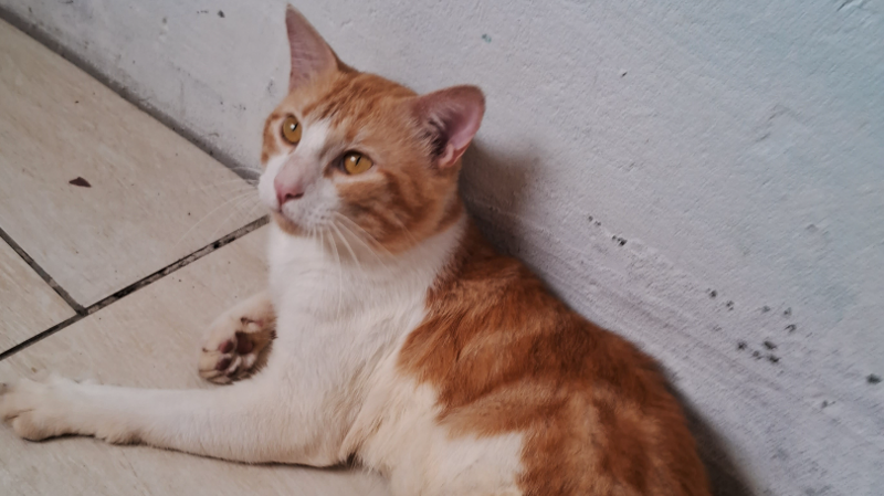 Ajuda para gato paraplégico 