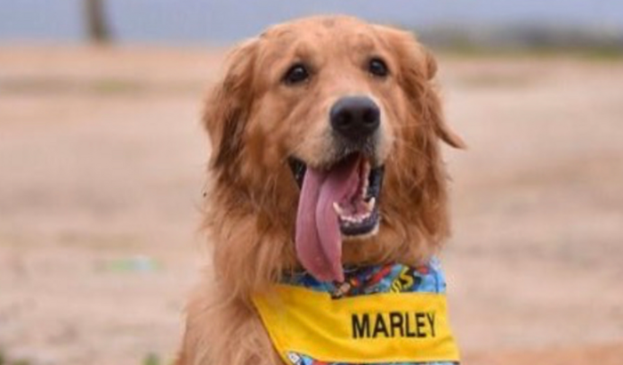 AJUDE O MARLEY CONTRA O CÂNCER