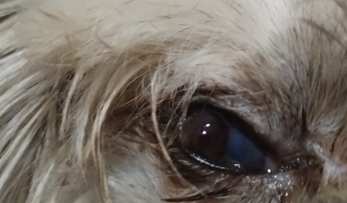 Cirurgia do olho do meu cachorrinho 