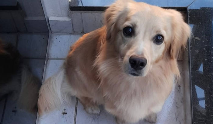 Marley está sem andar á 9 meses🥺❤️‍🩹🩵