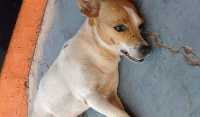 Ajudem meu cachorro ele foi atropelado gosto muito dele.