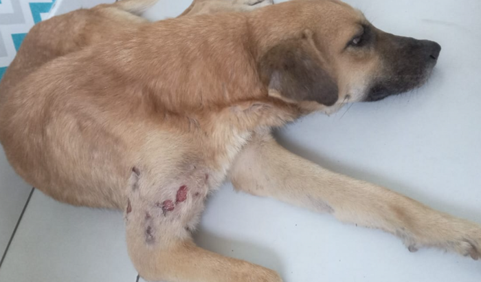 eu sou o amarelo, moro nas ruas e estou com neoplasia na minha patinha, preciso da ajuda de vocês para realizar a minha 