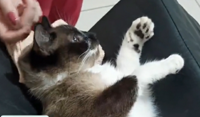 Cirurgias da gatinha Sofia