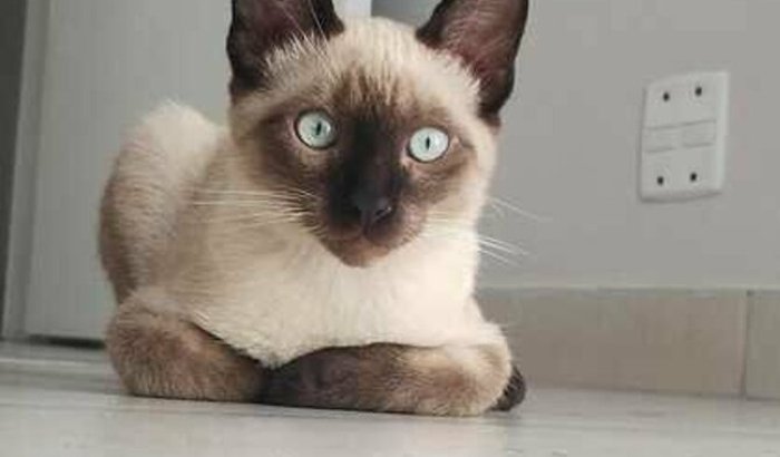 Ajude a pagar a cirurgia do bahia