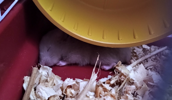 Preciso de ajuda pra comprar um terrário pra um pet