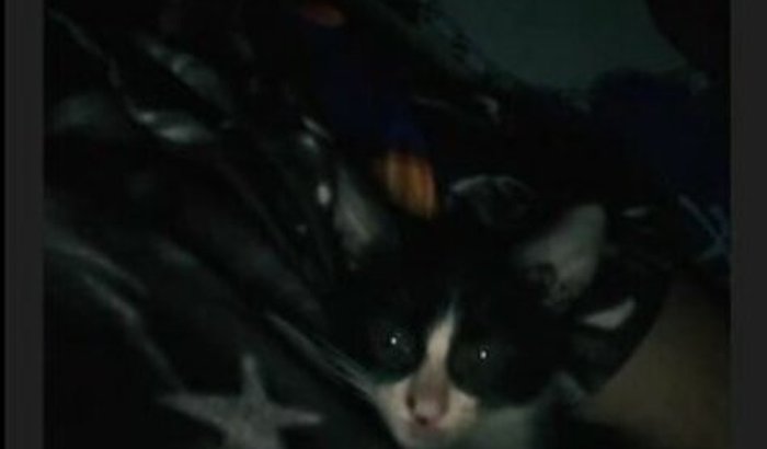 Ajude a continuar alimentando os animais de rua