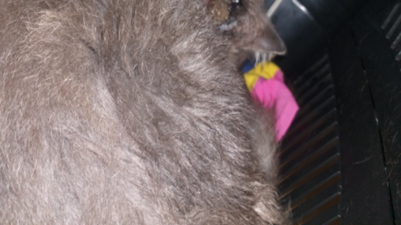 Ajudetrovãoesporiotricoseemfelinos